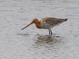 BlackTailedGodwit_4317_CR.jpg