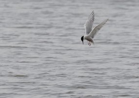 Tern_Diving4277_DxO_Crop.jpg