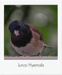 backyard bird 2 pm.jpg