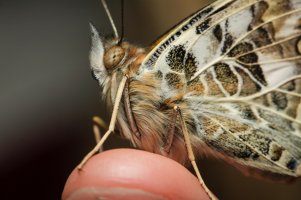 Painted Lady Portrait (1 of 1).jpg