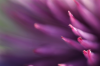 Flower 3.png