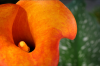 Flower 4.png