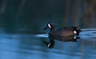 Round goes the Teal.jpg