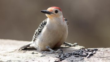 r1080 May 8 2014 dated signed_MGL0199.jpg