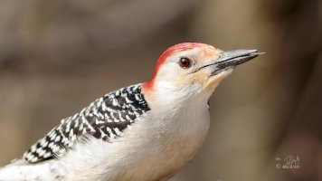 r1080 May 8 2014 dated signed_MGL0362.jpg