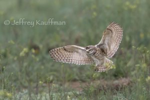 Burrowing Owl Flight 2 140508.jpg
