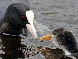 Coots_4461_heavyCrop.jpg