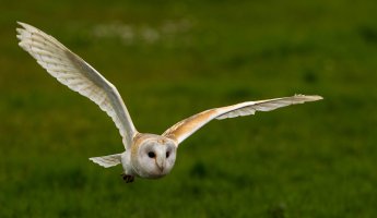 Barn owl.jpg