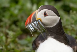 Puffin 1.jpg