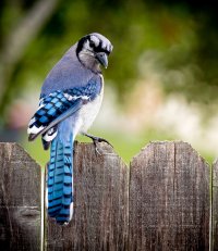 Mr Blue Jay.jpg