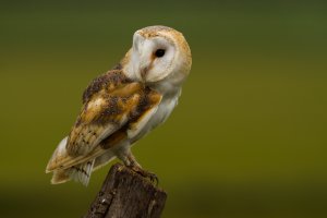 Barn owl 3.jpg