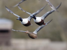 ShovellersFlying2U4A8717_DxOVeryCrop.jpg