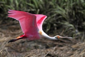 Spoonbill Flight Across the Salt Marsh .jpg