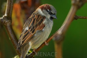 Sparrow_DX_6372.JPG