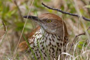 Brown Thrasher.jpg