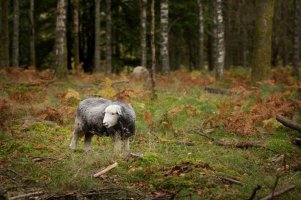 Herdwick.jpg