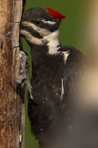 Pileated_15790.JPG
