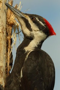 PileatedWP_15828.JPG