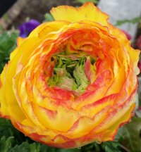 2014-05-04 11.27.01 crop.jpg