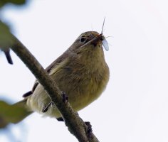 Chiffchaff+fly4849_FaceCropped.jpg