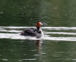 Grebe+Chicks4795_DxO.jpg