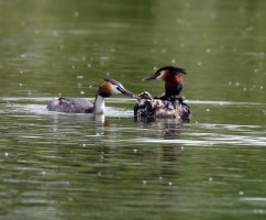Grebes+ChickFeeding4829_DxO.jpg