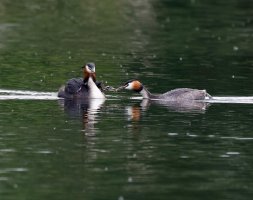 Grebes+ChicksFeeding4790_DxO.jpg