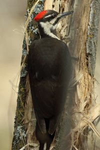 Pileated_F_15976.JPG