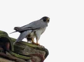 PeregrineFalcon5043.jpg