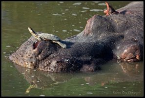 Terrapin on a Hippo.jpg