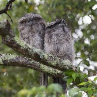 frogmouths-1.jpg