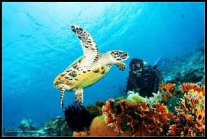 Turtle in the Sea.jpg