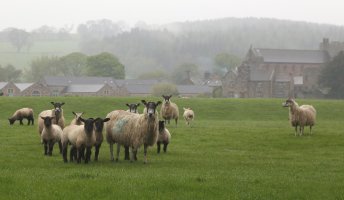 IMG_1186 from RAW v1 h800p.jpg