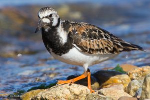 ruddy-turnstone.jpg