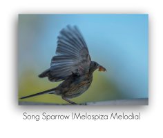 song sparrow pm.jpg