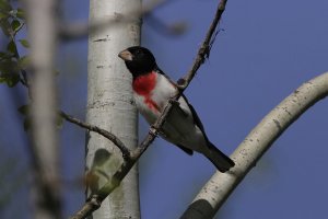 roseBreastedGrosbeak_HN7N5388.JPG