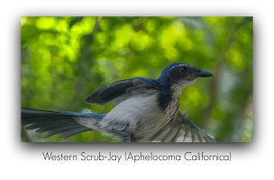 scrub jay with green background reduced pm.jpg