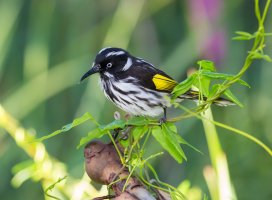 Honey-Eater.jpg