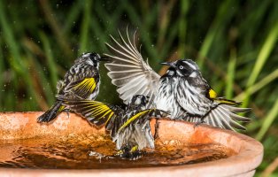 Honey-Eater_2.jpg