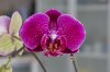 Orchid4.jpg