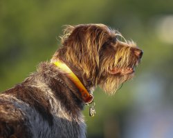 chewie from side sniffing 5 14_1.jpg