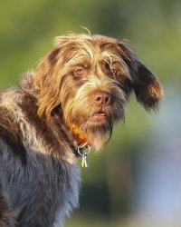 chewie from side sniffing 5 14 b_1.JPG