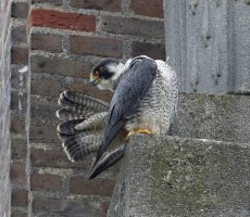 Peregrine5567_Crop.jpg