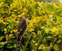 Sparrow Hawk 6.jpg