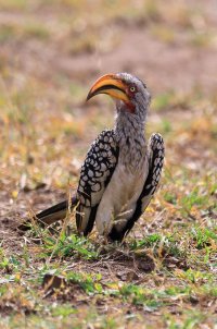 MJB_1475 Hornbill.jpg