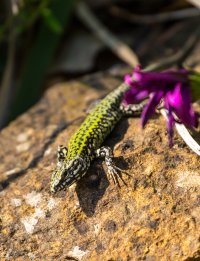Lizzard 2.jpg