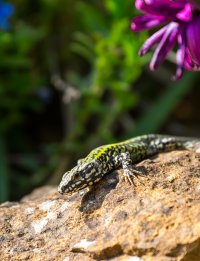 Lizzard 3.jpg