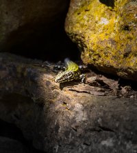 Lizzard 5.jpg