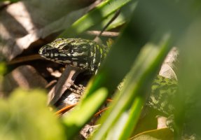 Lizzard.jpg
