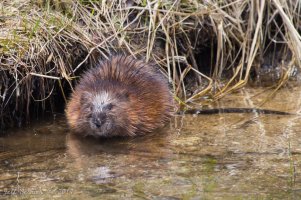 muskrat.jpg